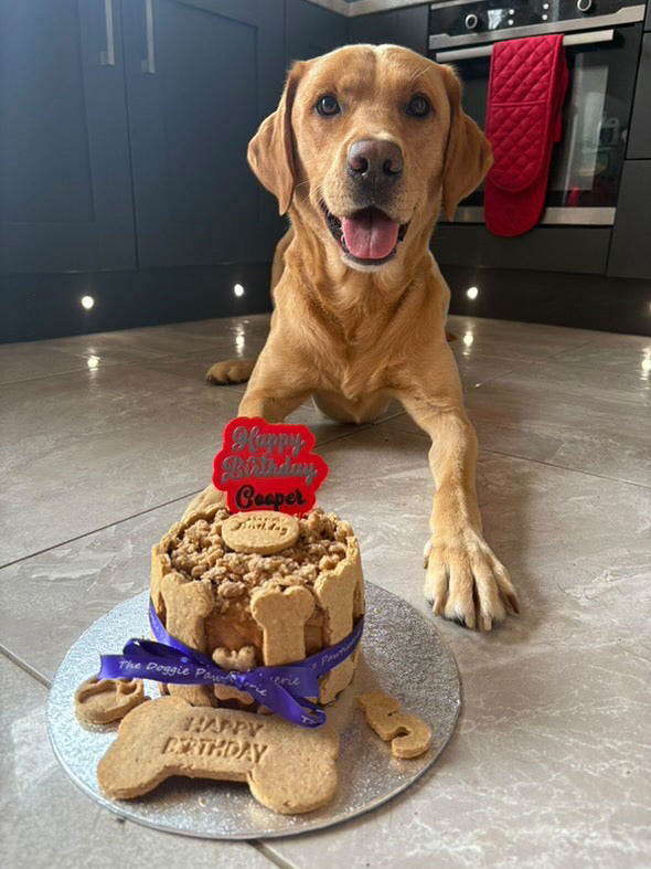 Regular Doggie Cake